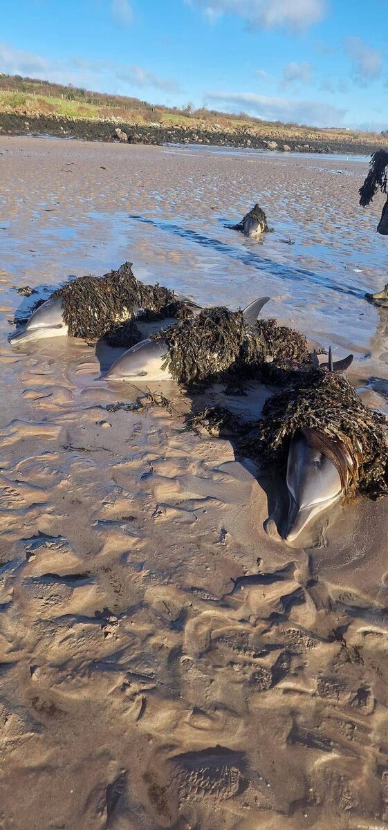 Even on an overcast day dolphins can blister from UV exposure