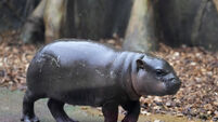 Strike the pose: First photoshoot for rare male pygmy hippo at Czech zoo