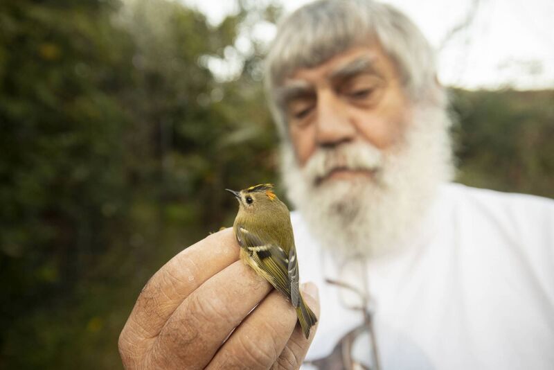 Steve Wing with one of the birds he's ringing on Cape Clear
