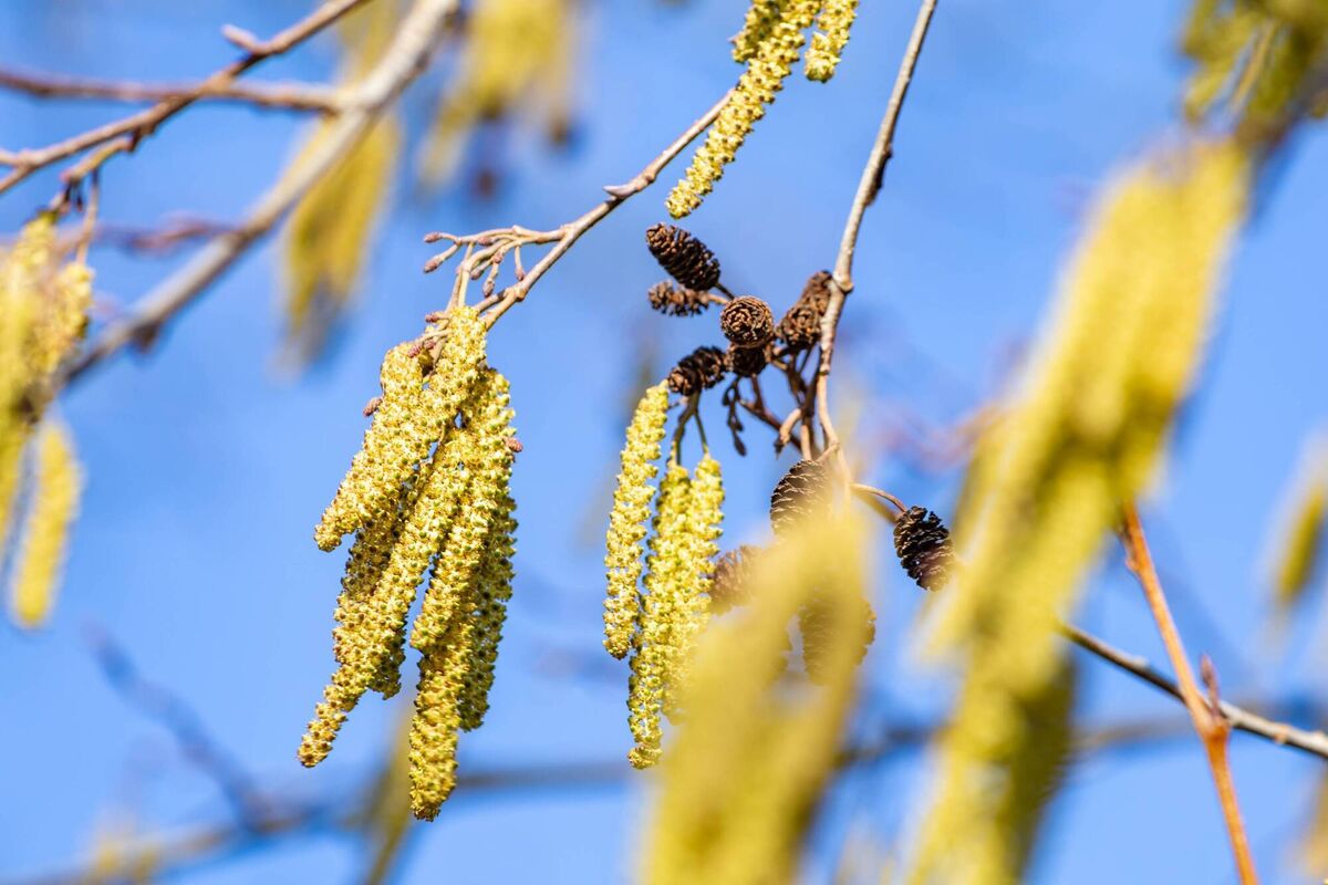 Catkins are the reproductive organs of certain wind-pollinated tree species, including birch, alder, and willow. They are made up of cylindrically arranged clusters of tiny flower buds that will develop over the coming months, dispersing pollen on the breeze