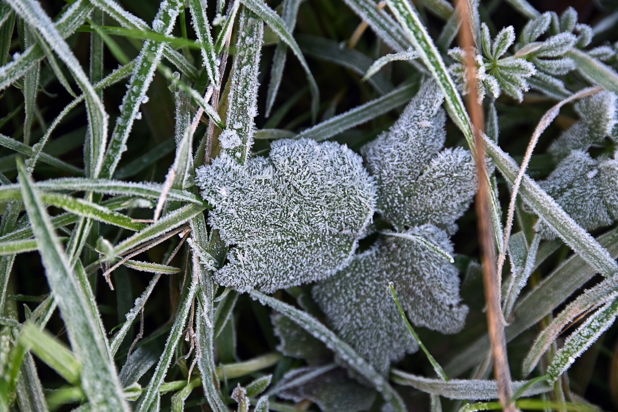 Sharp frost and icy stretches expected as nationwide low temperature warning issued