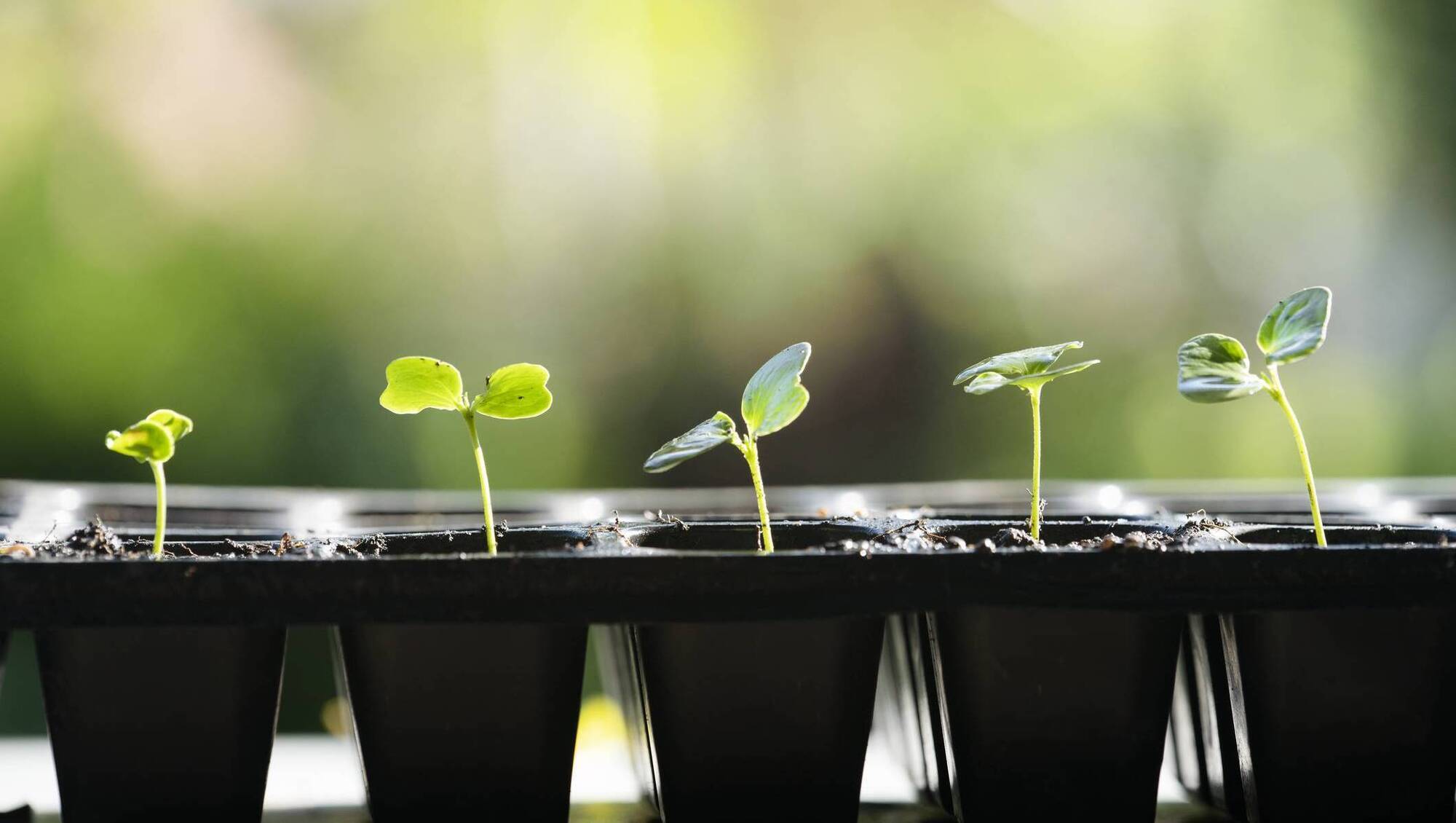 Life Hack: What you need to know about growing your own vegetables this spring