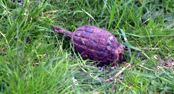 Historic grenade found during excavation in Co Wexford