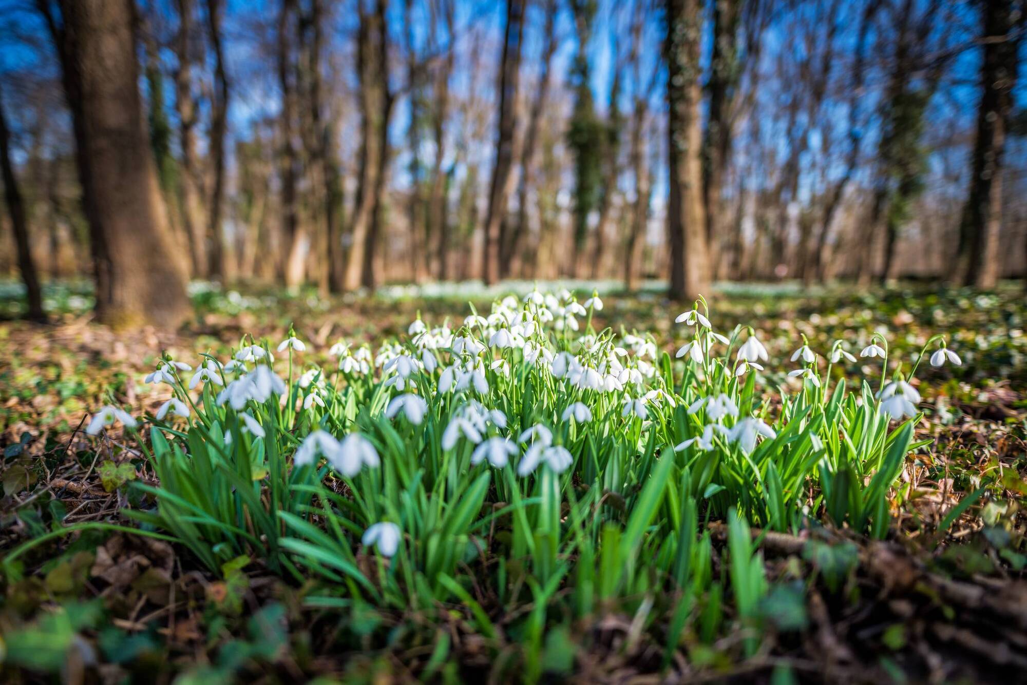 Garden Digest: Events for your diary