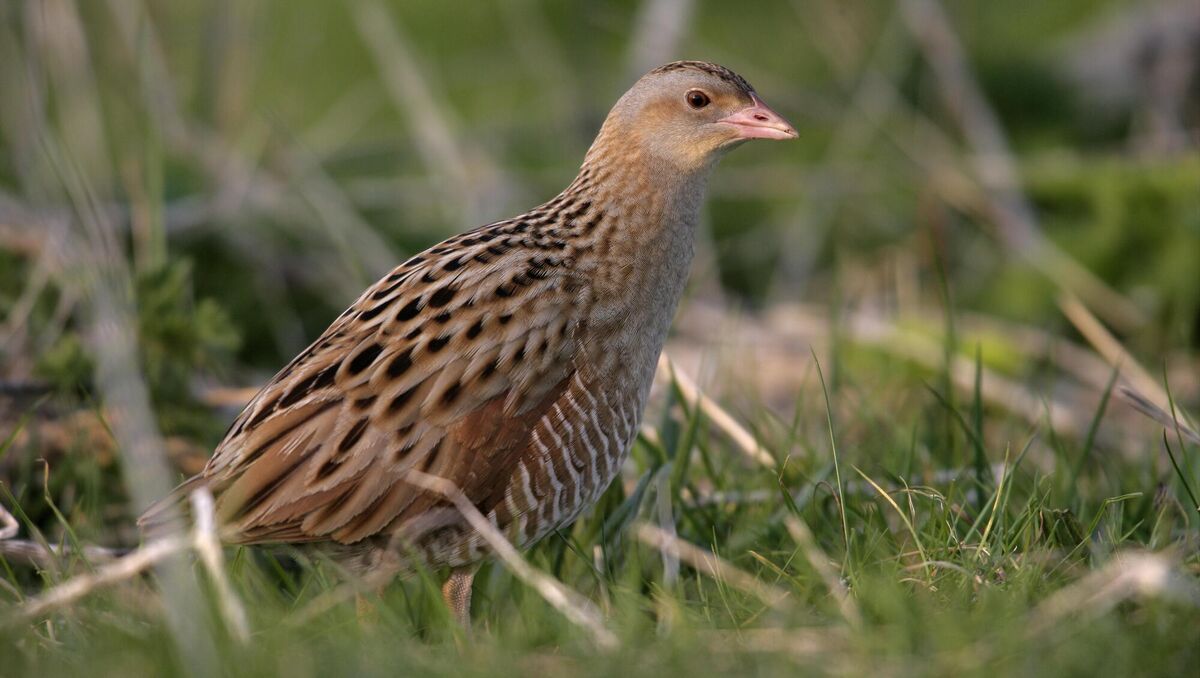 Corncrake, Crex crex: Farmland birds have suffered the most significant decline of all bird groups over the last 50 years as a result of changes in agricultural practices
