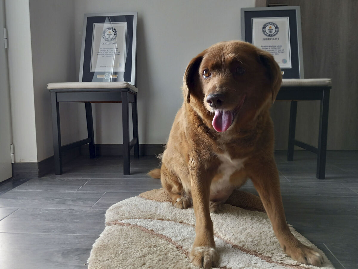 Bobi, a purebred Rafeiro do Alentejo Portuguese dog, with his Guinness World Record certificates. Picture: Jorge Jeronimo/AP Photo