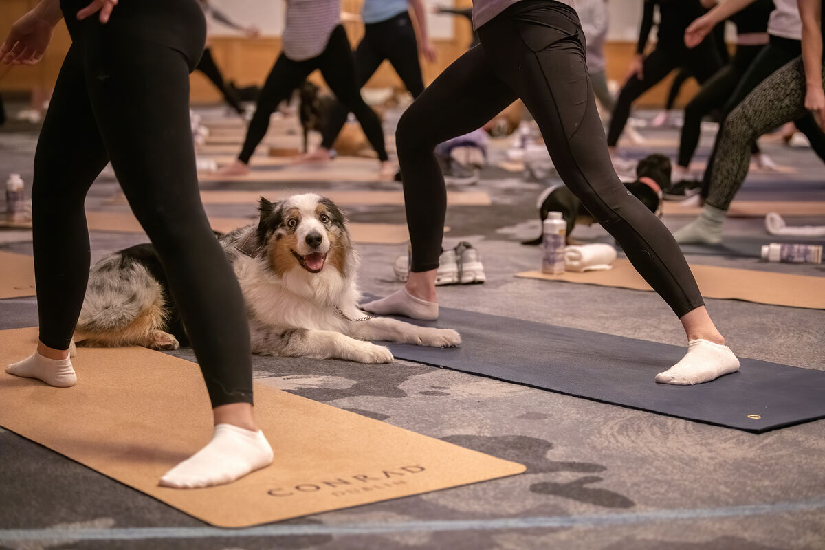 Woof It! Conrad Hotel's Downward Dog Yoga returns