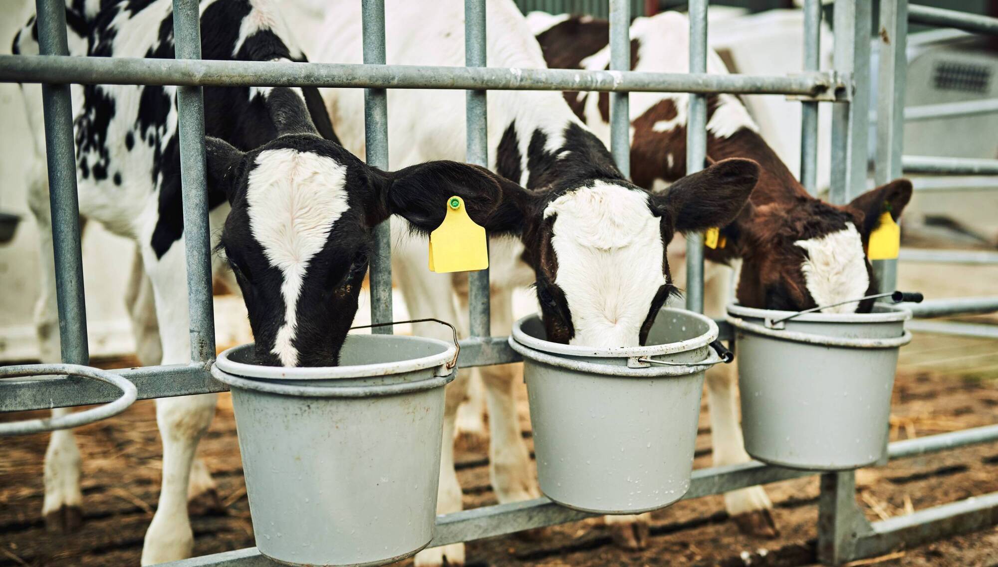 What to look for in the right milk replacer for your calves