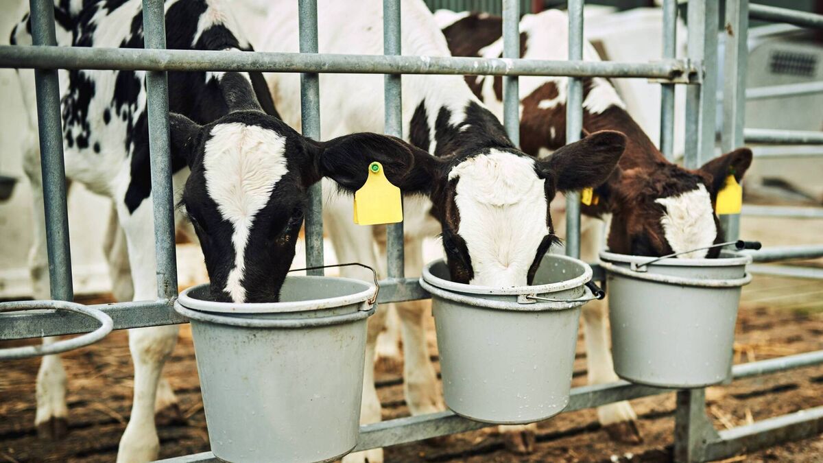 What to look for in the right milk replacer for your calves - Vimarsana News