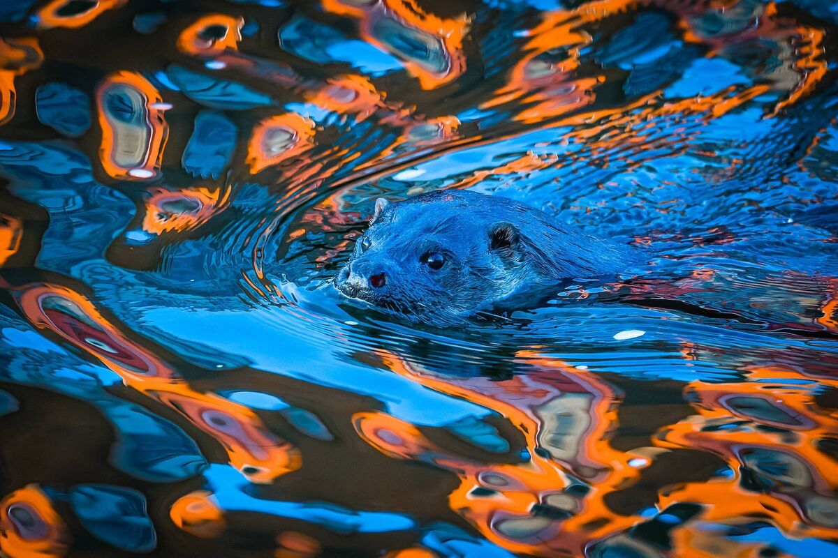 Chris Martin won a runners-up prize for his shot of an otter moving silently through a rush-hour sunrise reflected in the River Lee in Cork City. 