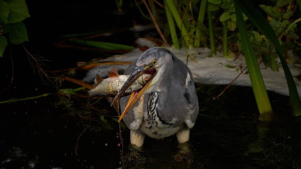 Happy heron crowned winner of Irish Examiner Readers Photography Competition - Vimarsana News
