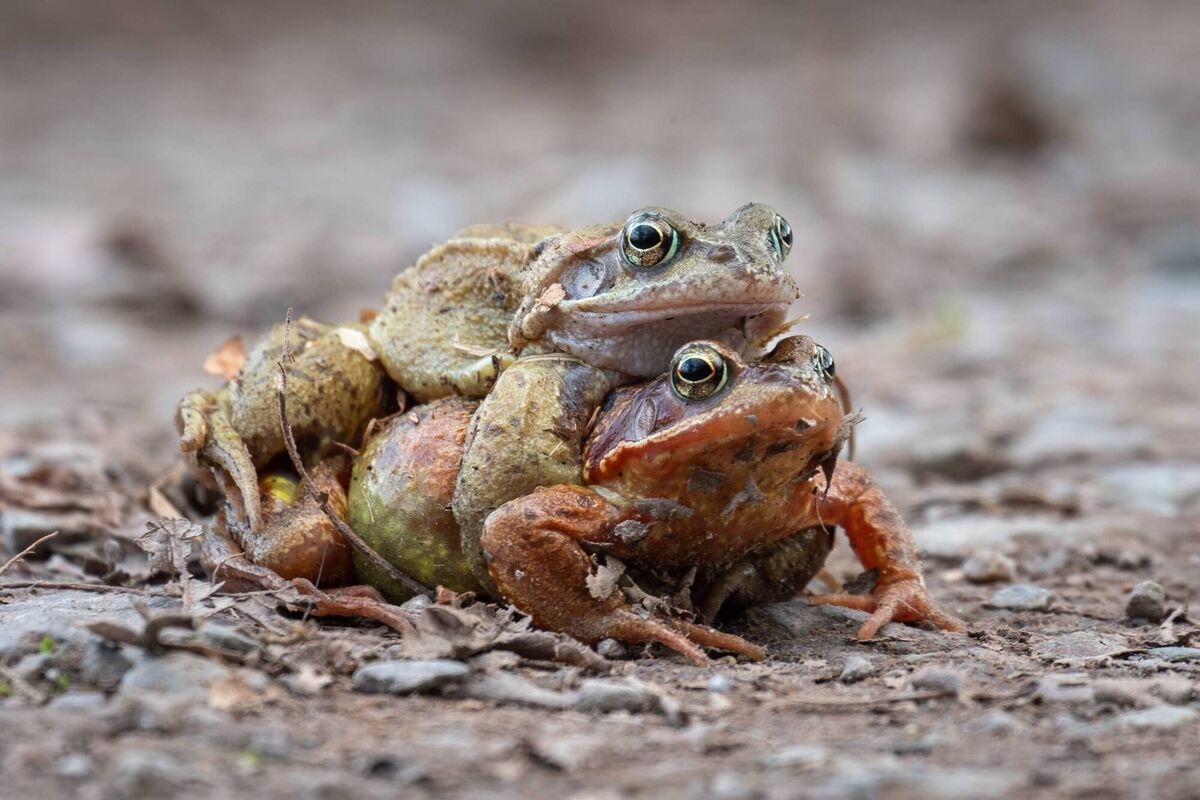 Brian Fahy captured a couple of frogs getting into the groove for Valentine's Day at Warrenscourt Woods.