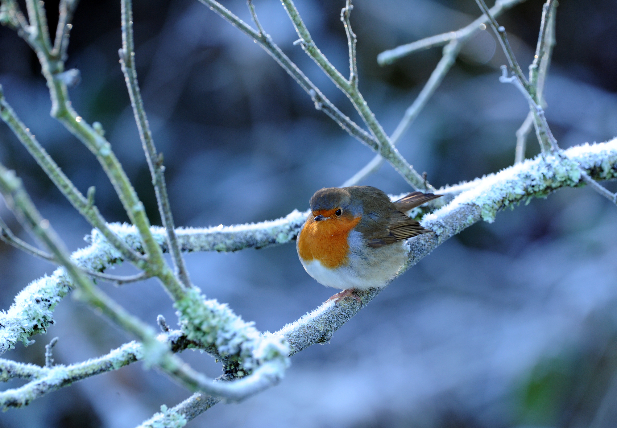 The great thaw: Arctic temperatures to make way but Storm Isha on the way 
