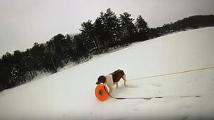 A dog named Ruby grasps a rescue disc tethered to a rope (Michigan State Police via AP)
