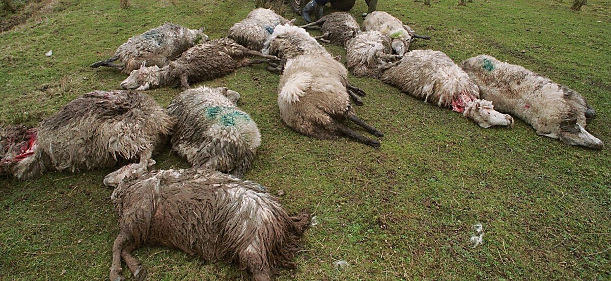 Attacks on sheep go largely unpunished due to difficulty locating and identifying dogs. Picture: Adrian Melia  