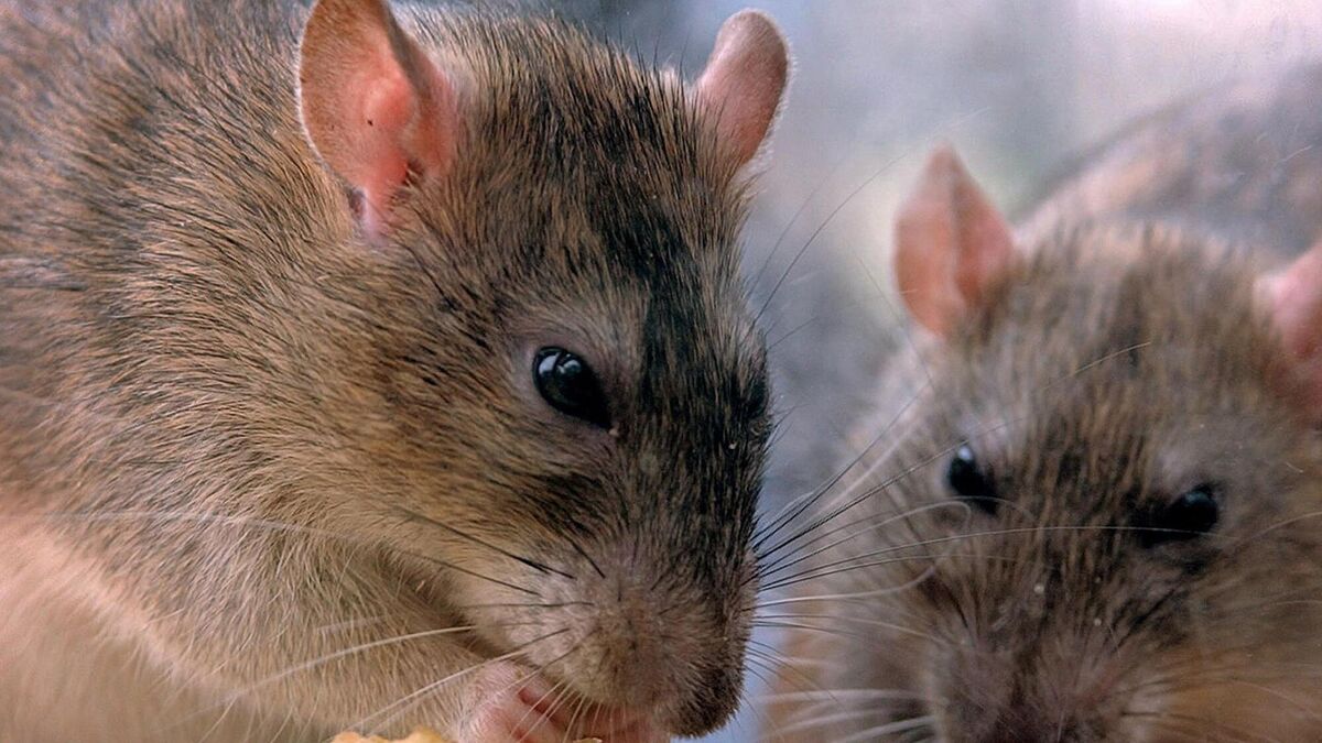 More than 90,000 animals used for testing in Irish labs last year - Vimarsana News