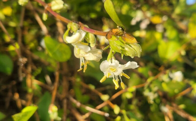 Peter Dowdall: My pick of the scented winter-blooming bunch
