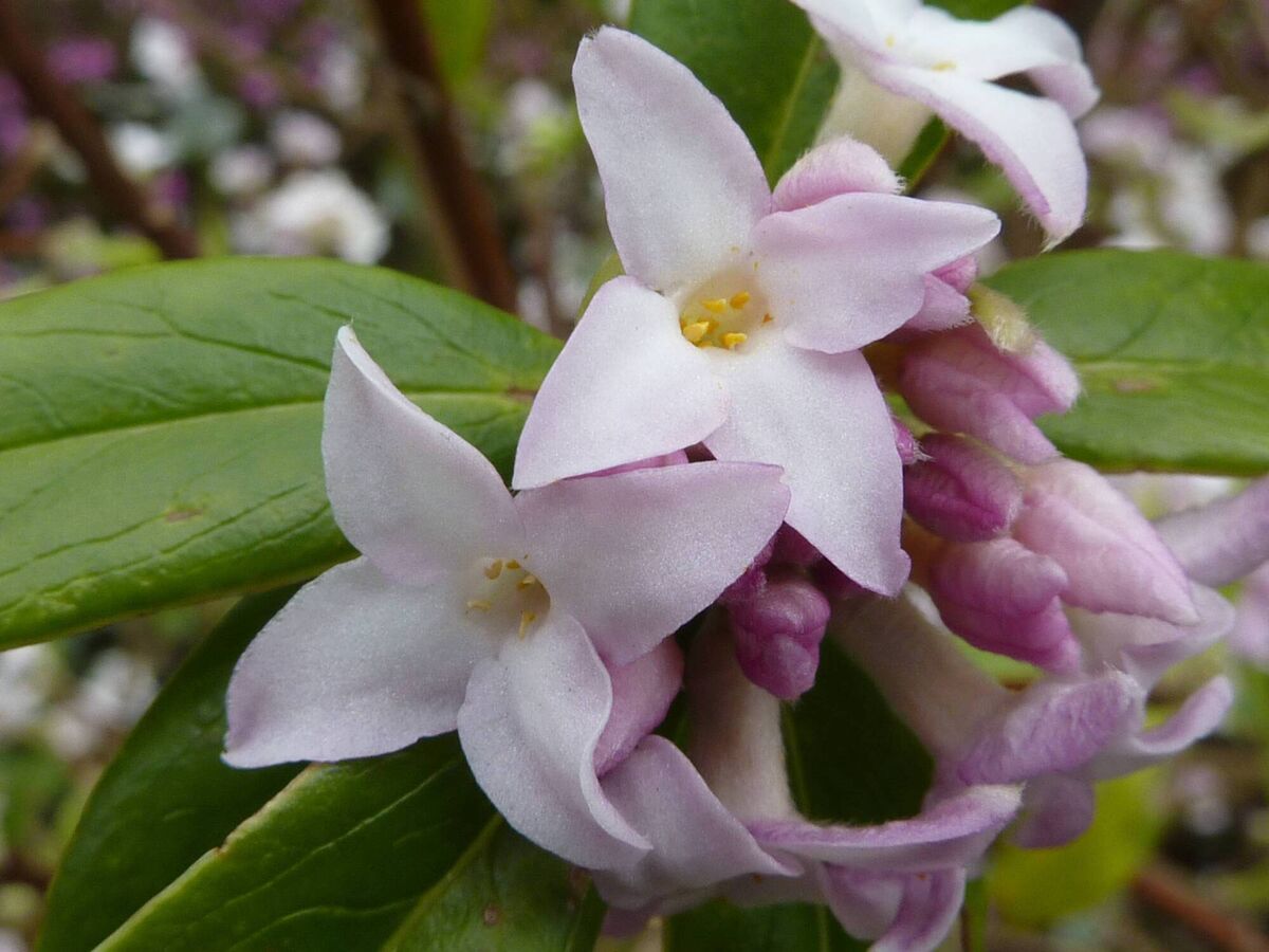 Daphne bholua 'Jacqueline Postill'. Daphne bholua 'Jacqueline Postill'.
