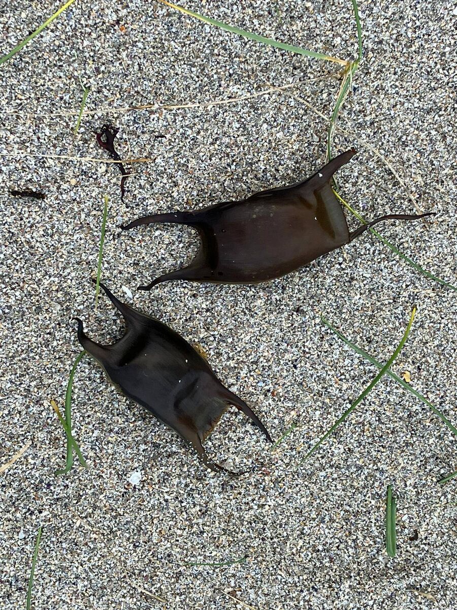 Mermaid's purses washed up on a wintry Connemara shore. Picture: Anja Murray