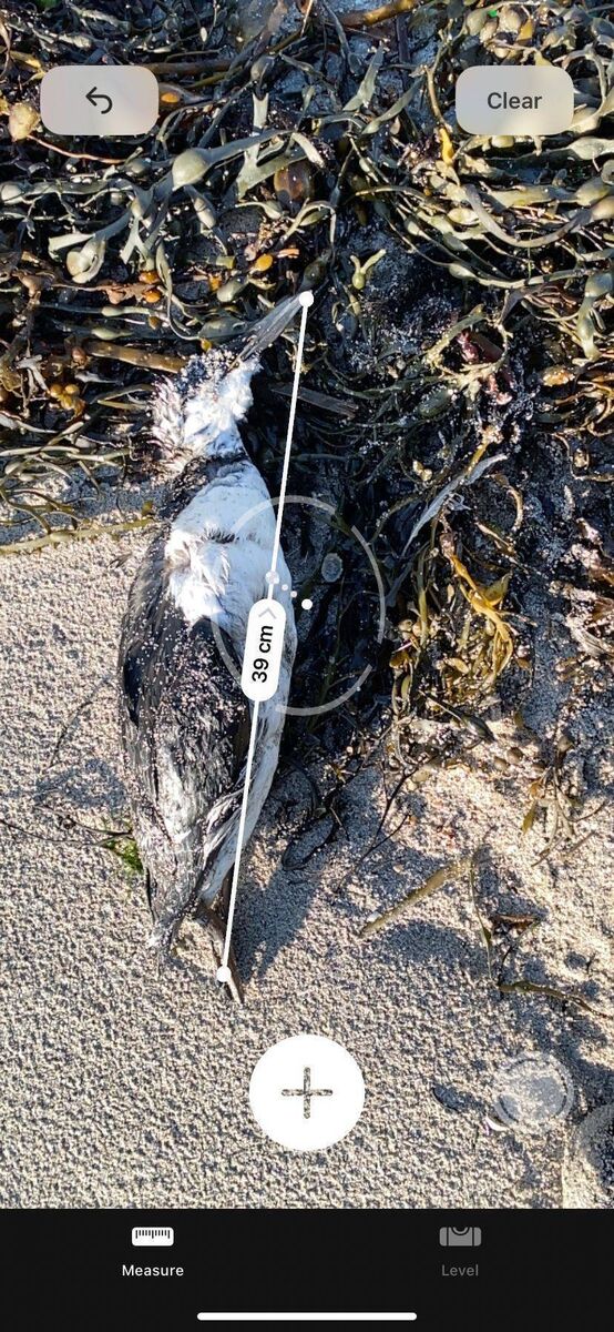 Measuring the bird found on the shore. Picture: Anja Murray