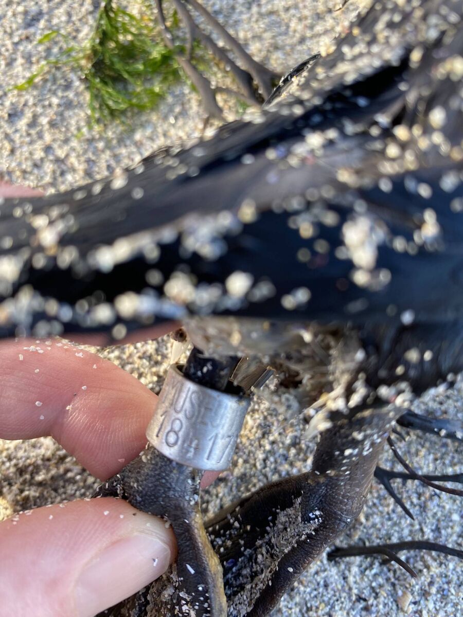 A bird ring. Picture: Anja Murray 