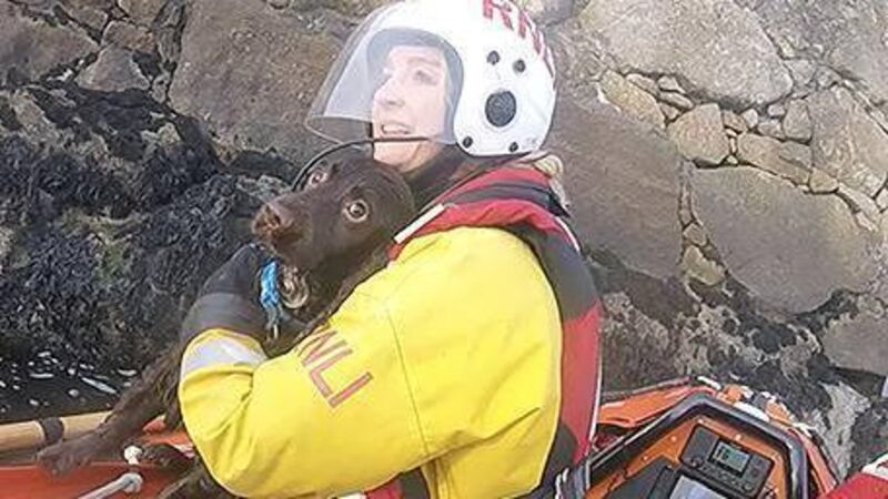 Ruff day for Cocker Spaniel Charlie as dog rescued after 'unplanned dip'