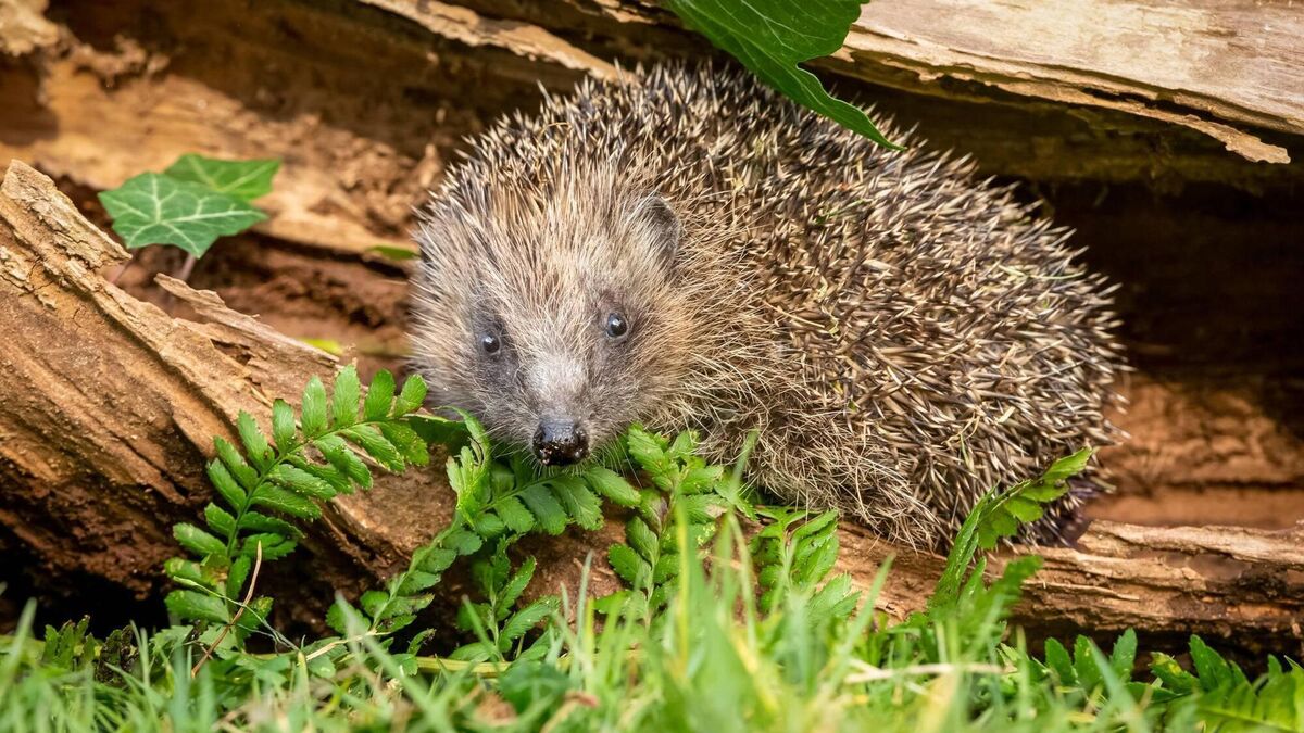 Donal Hickey: Mild weather on the way if you spot a hedgehog at this time of year - Vimarsana News