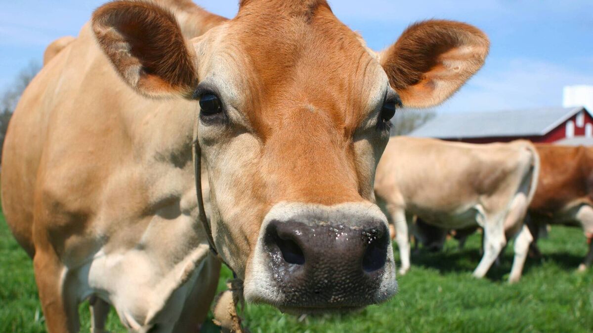 Milk fever: A vet's tips for prevention and cure - Vimarsana News