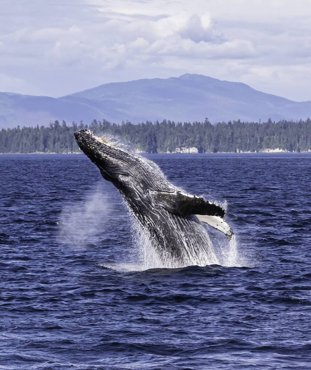 A breaching humpback whale, Frederick Sound, Alaska.