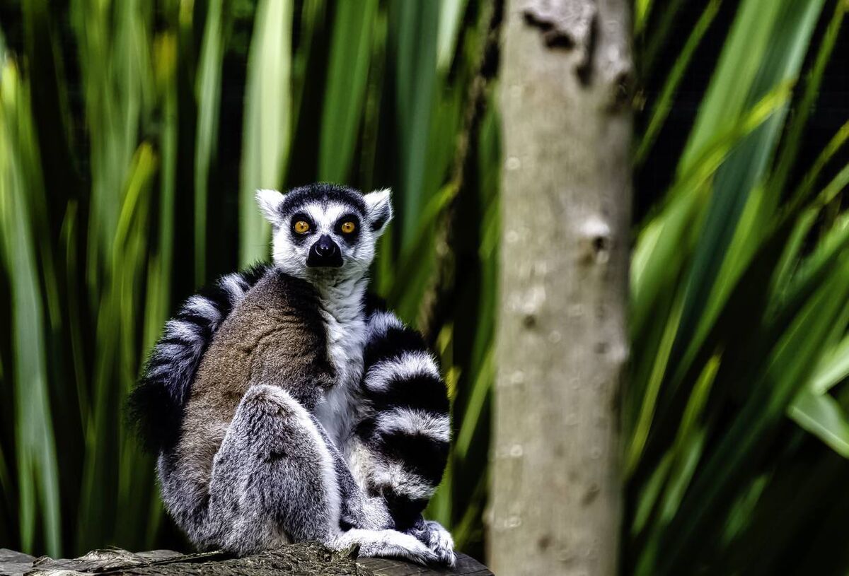 Ring-tailed lemur, at Tsimanampetsotsa Nature Reserve, Madagascar