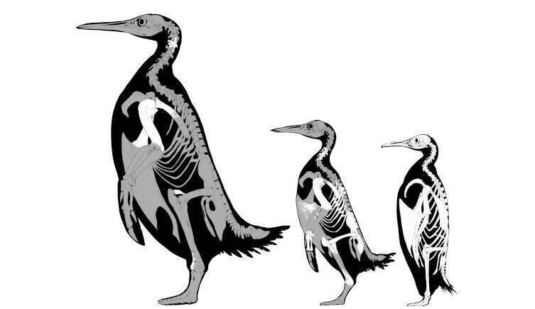 Fossil penguins are known mainly from arm and leg bones, with the known bones of Kumimanu fordycei (left), Petradyptes stonehousei (middle) and an emperor penguin (right) shown in white. Picture: Dr Simone Giovanardi / Natural History Museum