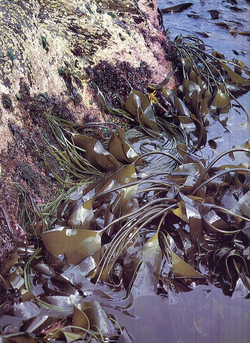More than 500 types of seaweed grow in the waters around Ireland, their uses have long been appreciated by coastal communities, mainly as food and fertiliser