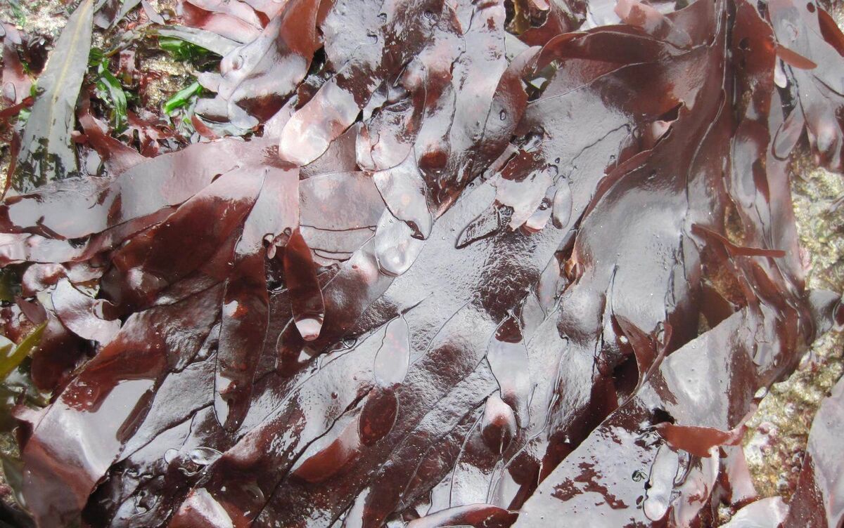 The seaweed Palmaria palmata (common name Dulse) — and also known as dillisk