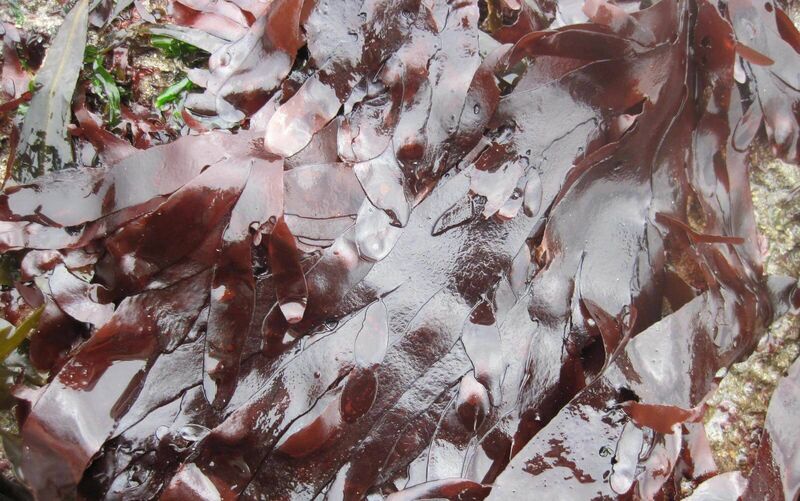 The seaweed Palmaria palmata (common name Dulse) — and also known as dillisk The seaweed Palmaria palmata (common name Dulse) — and also known as dillisk