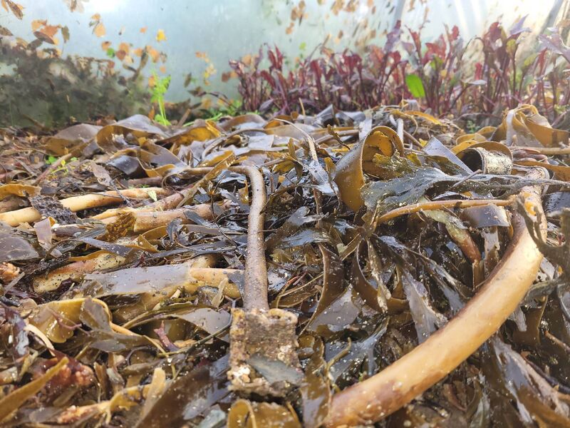 Seaweed used as a mulch in the vegetable garden Seaweed used as a mulch in the vegetable garden