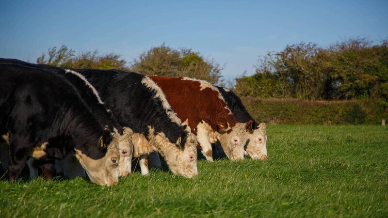 25c/kg off-season Hereford bonus announced