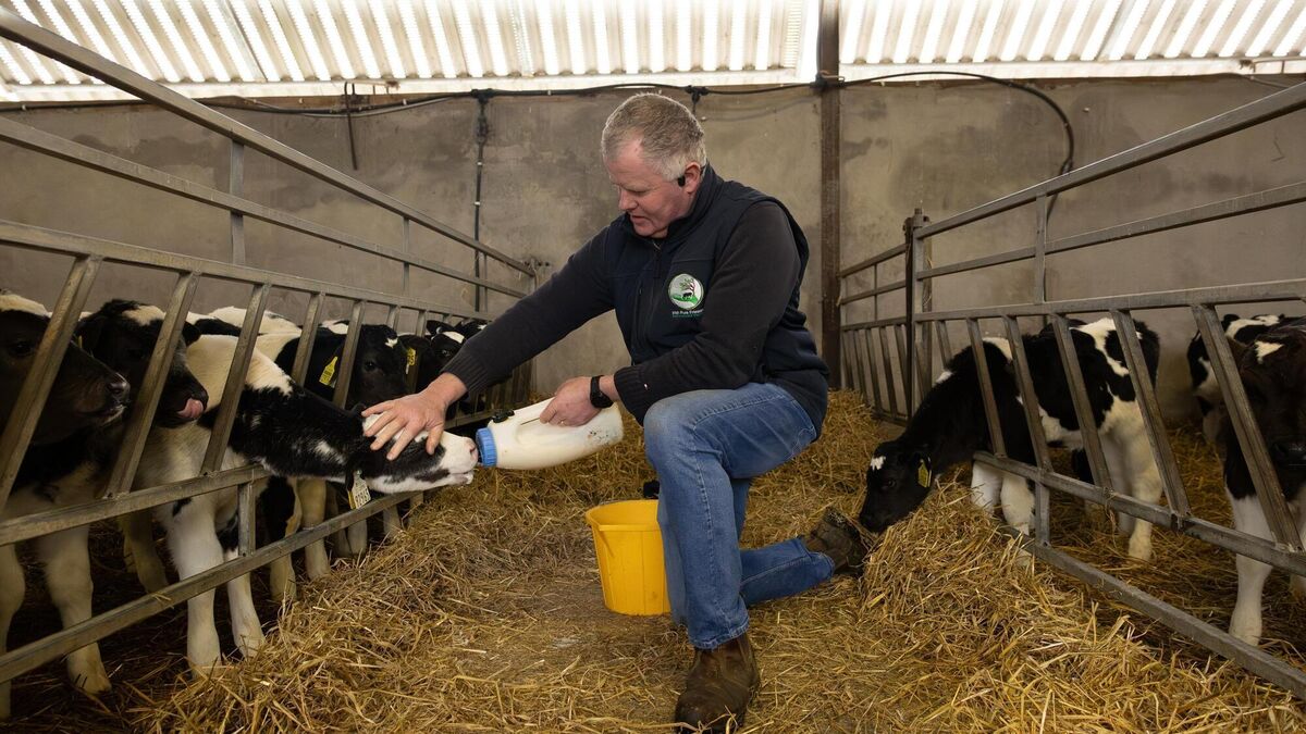 Farmers extremely busy as 50% of dairy cows set to calve before end of February - Vimarsana News