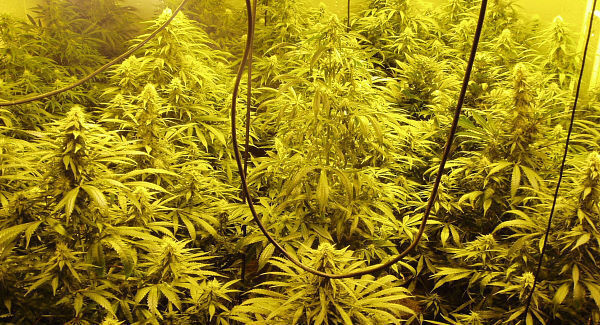 Cannabis plants seized in Co Mayo