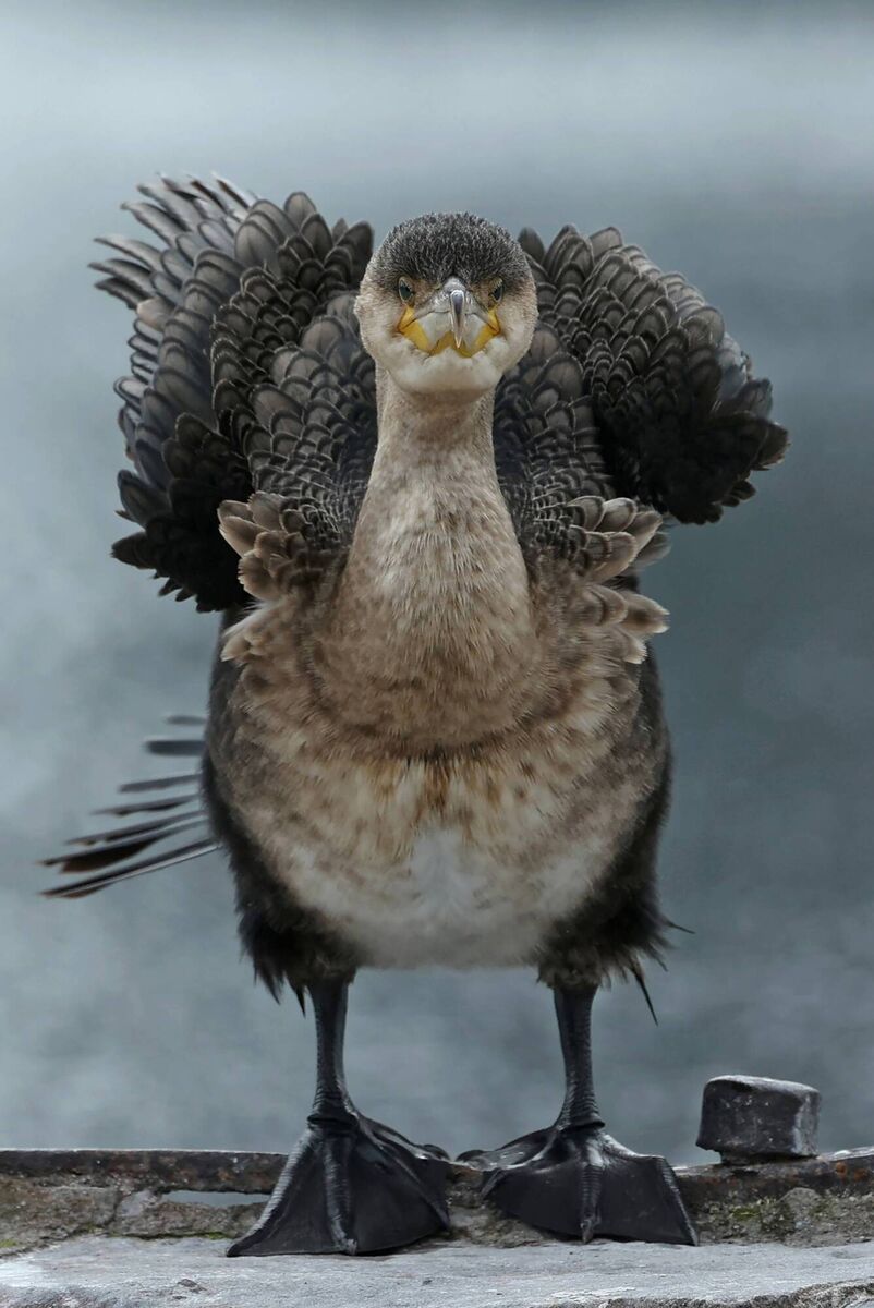 A Cormorant whilst preening at Dublin’s Grand Canal Basin. Picture: Nick Bradshaw, Freelance/The Irish Times