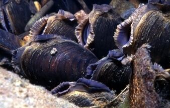 Some 27 freshwater pearl mussel populations are protected within Special Areas of Conservation across Ireland. Some 27 freshwater pearl mussel populations are protected within Special Areas of Conservation across Ireland.