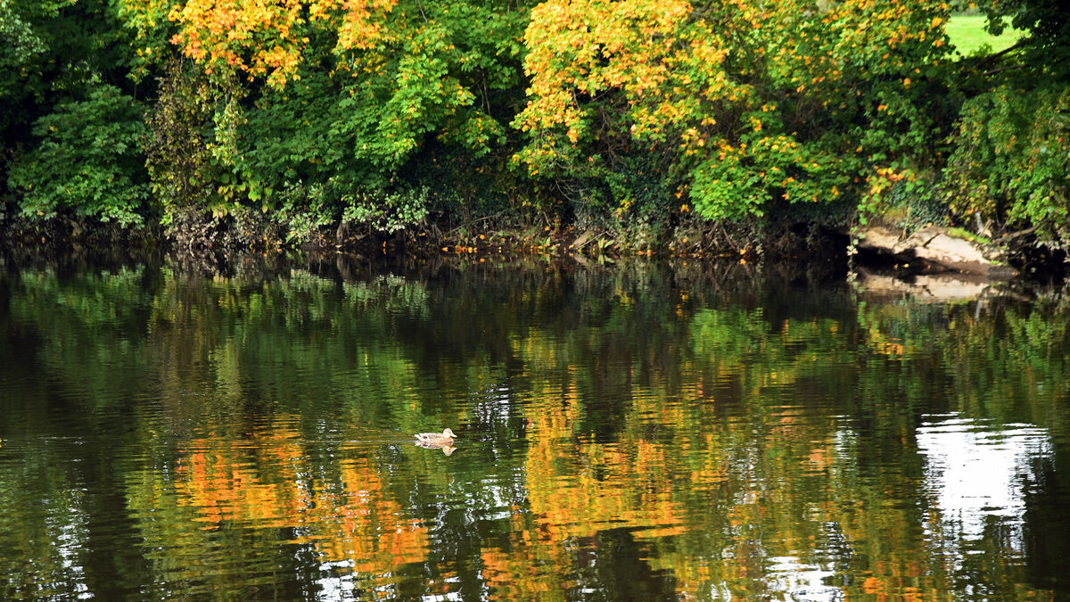 Cork farm project achieves 'significant' improvement in river water quality - Vimarsana News