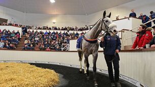 <p>Caldwell Potter parades at the Tattersalls Ireland dispersal at Fairyhouse on Monday where he became the most expensive National Hunt horse ever sold at public auction. 	Picture: Healy Racing</p>