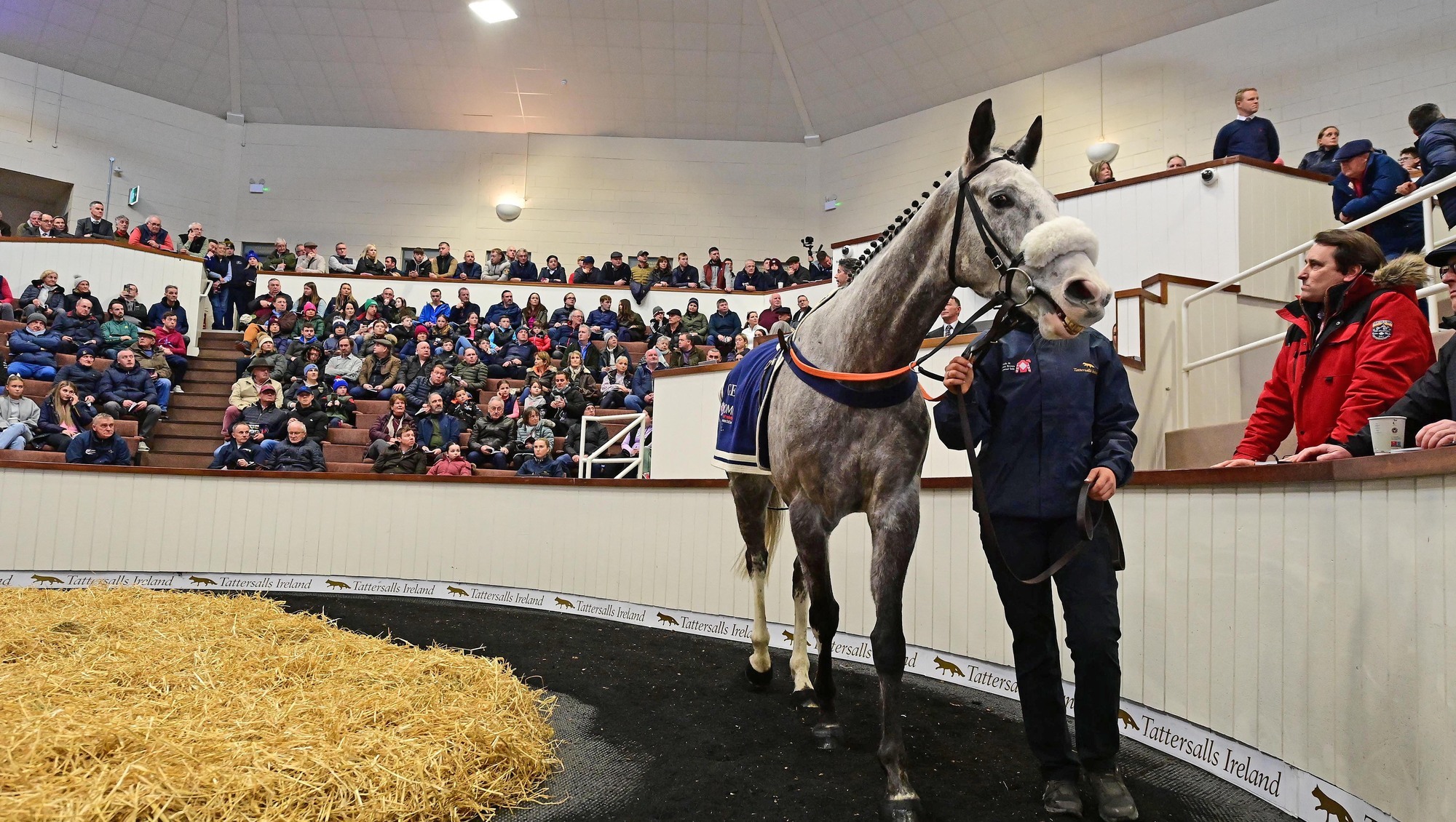 Caldwell Potter parades at the Tattersalls Ireland dispersal at Fairyhouse on Monday where he became the most expensive National Hunt horse ever sold at public auction. 	Picture: Healy Racing