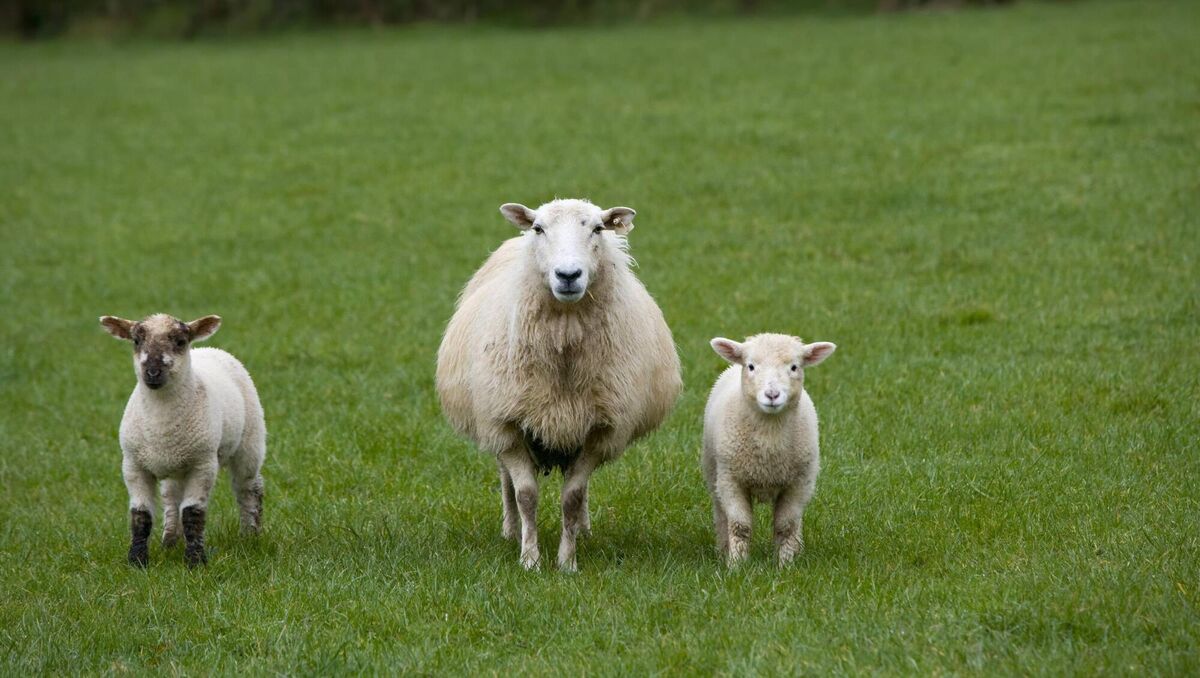 The "persistant failure of authorities" has frustrated farmers who have suffered significant losses as a result of dog attacks, the Irish Farmers' Association has said.
