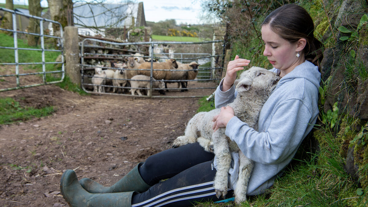 Donal Hickey: Do e-collars work - and are they cruel? - Vimarsana News
