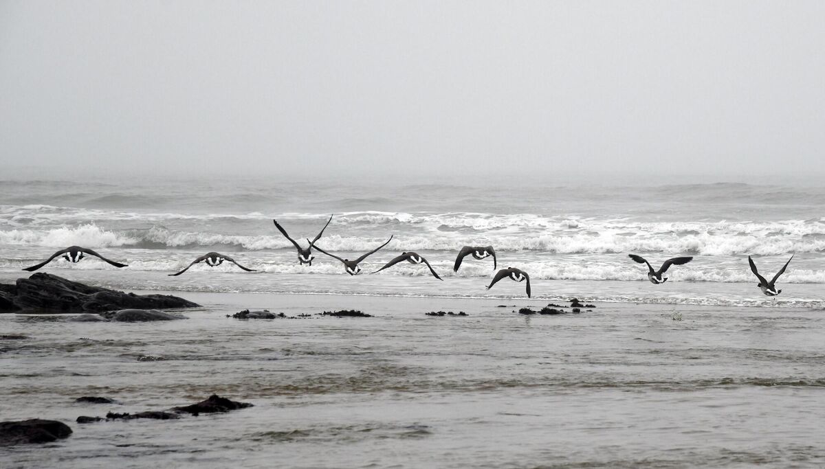 Brent geese in flight along the Cork coast. Picture: Denis Minihane
