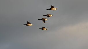 <p>Brent geese fly all the way to Ireland from Arctic Canada each autumn — 3,000 miles over the ocean</p>