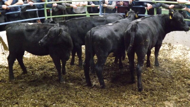 560 cents/kg is 'the going rate for Angus heifers'