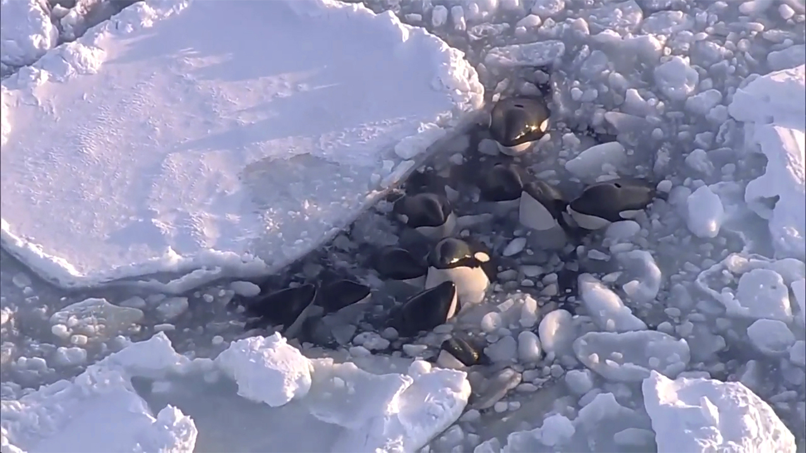 Pod of killer whales trapped in drift ice off northern Japan ‘escapes ...