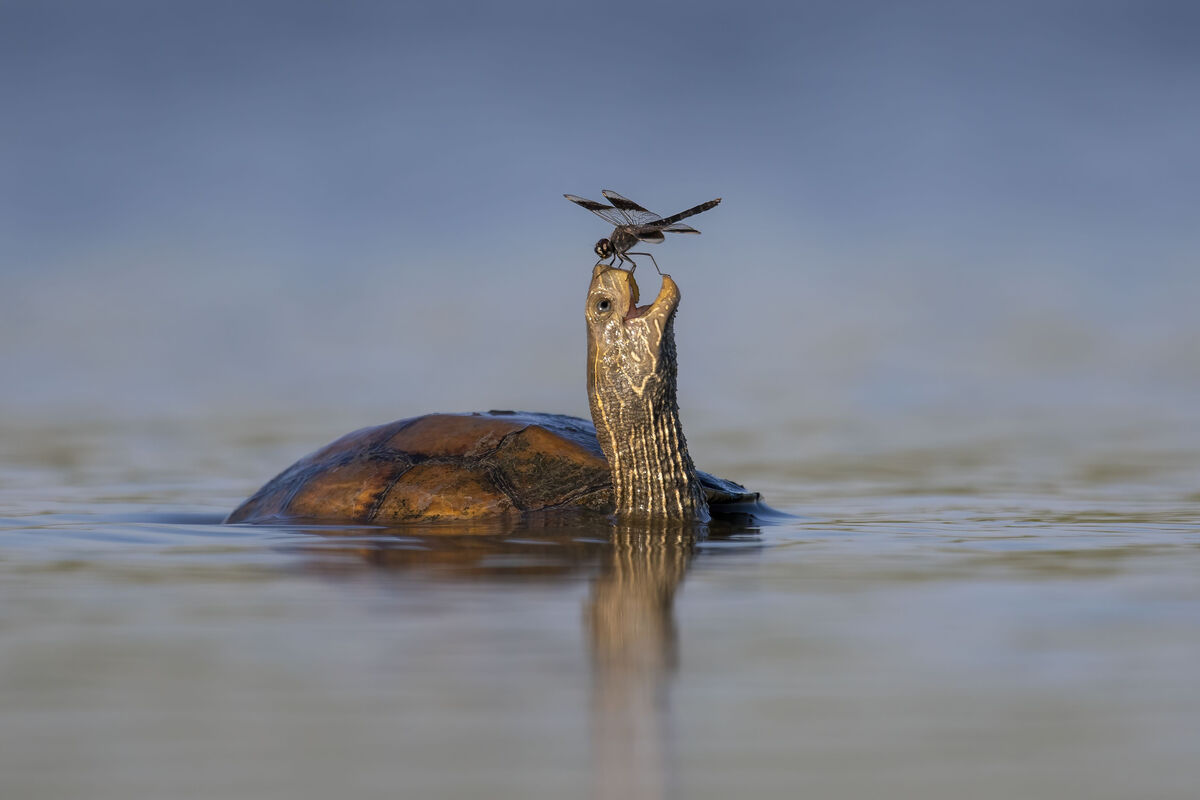 The Happy Turtle by Tzahi Finkelstein, Israel, of a Balkan pond turtle with a northern banded groundling dragonfly in Israel's Jezreel Valley, one of the 'Highly Commended' images in the Wildlife Photographer of the Year People's Choice Award. Picture: Tzahi Finkelstein/Wildlife Photographer of the Year/PA Wire The Happy Turtle by Tzahi Finkelstein, Israel, of a Balkan pond turtle with a northern banded groundling dragonfly in Israel's Jezreel Valley, one of the 'Highly Commended' images in the Wildlife Photographer of the Year People's Choice Award. Picture: Tzahi Finkelstein/Wildlife Photographer of the Year/PA Wire